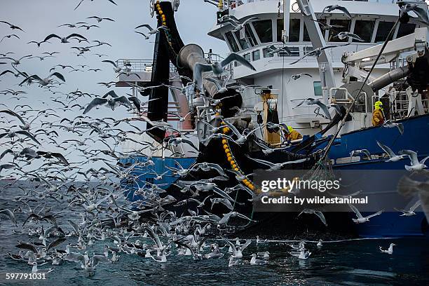 lots of gulls - a flock of seagulls stock pictures, royalty-free photos & images