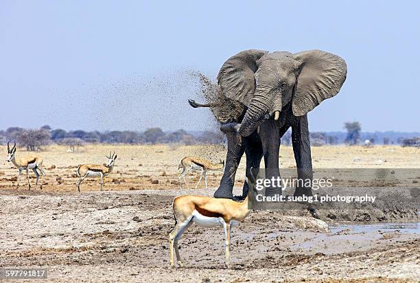 elephant spraying mud - waterhole fotografías e imágenes de stock