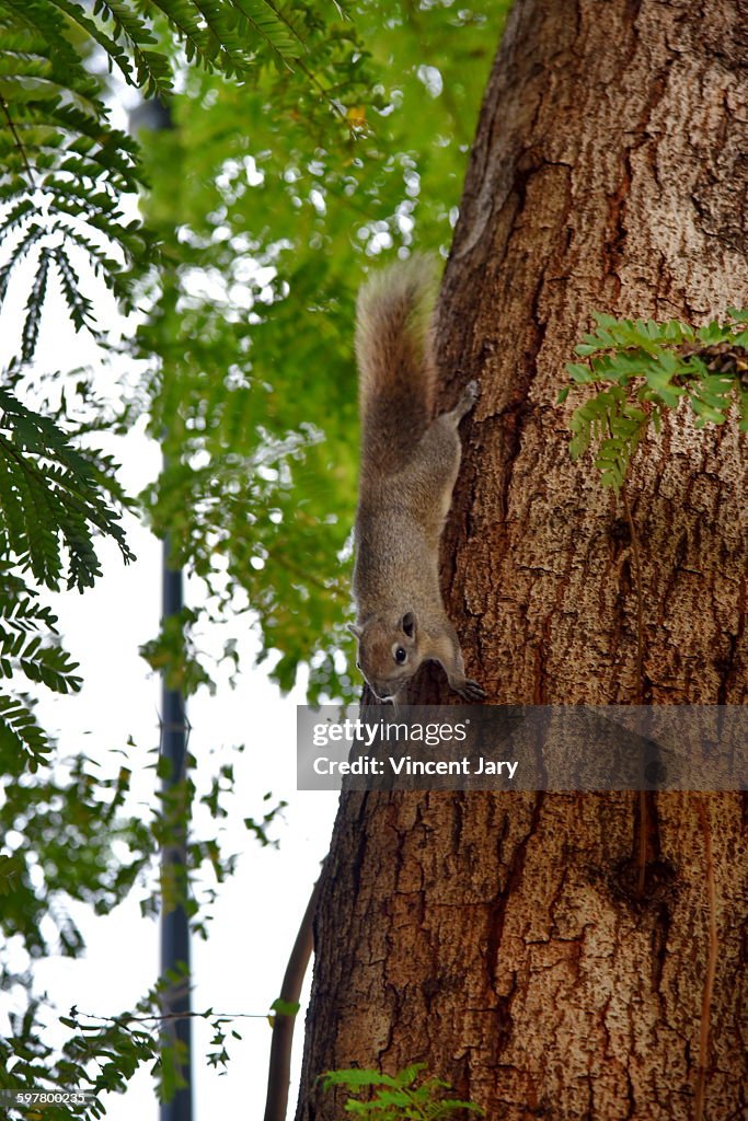 Squirrel at Bangkok