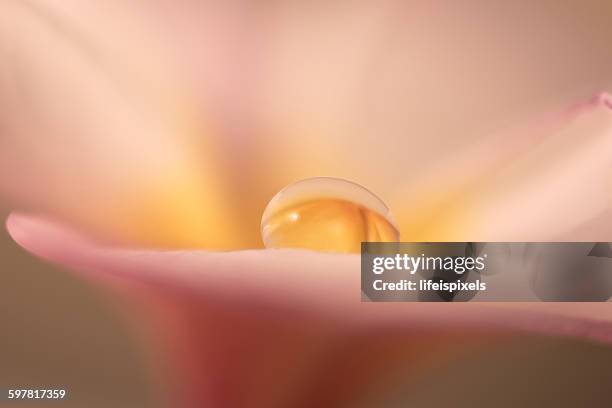 frangipani with water drop - lifeispixels photos et images de collection