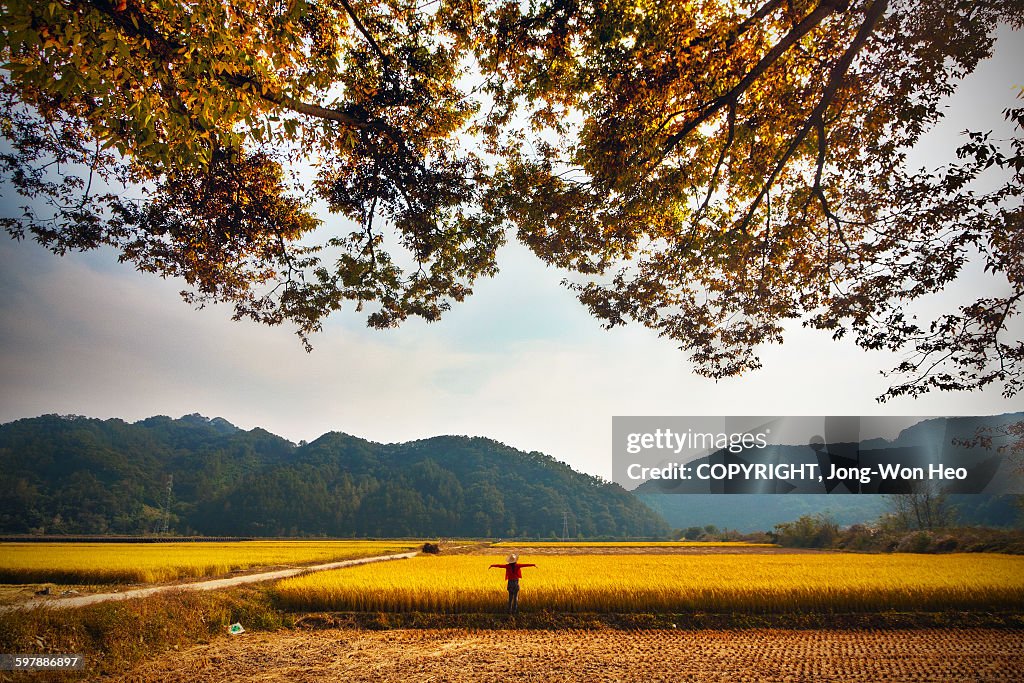 Standing like a scarecrow on the rice field