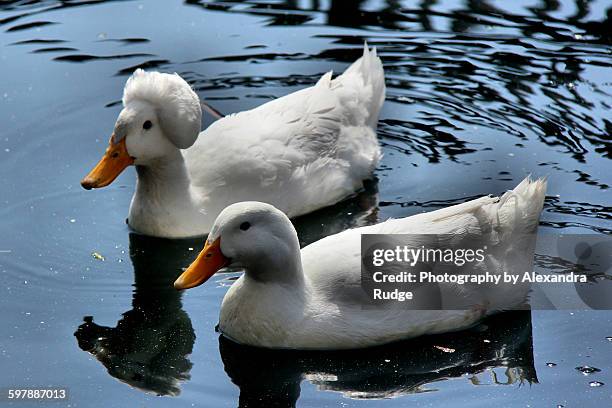 crested pekin duck couple - alexandra anka bildbanksfoton och bilder