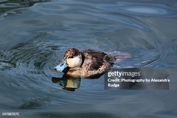 american widgeon duckling - alexandra anka bildbanksfoton och bilder