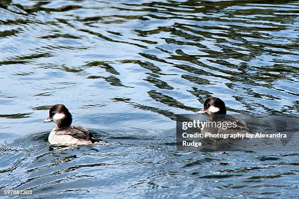 two bufflehead ducks - alexandra anka bildbanksfoton och bilder