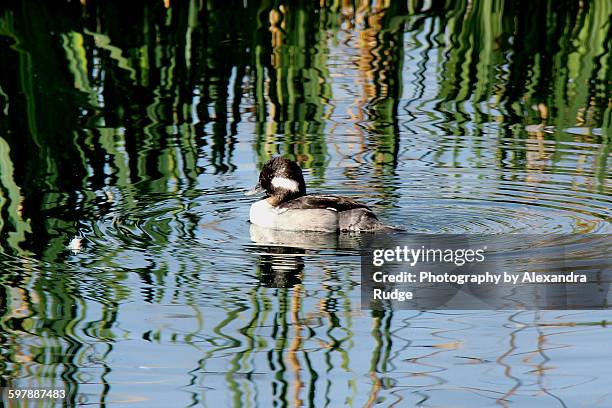bufllehead female duck - alexandra anka bildbanksfoton och bilder
