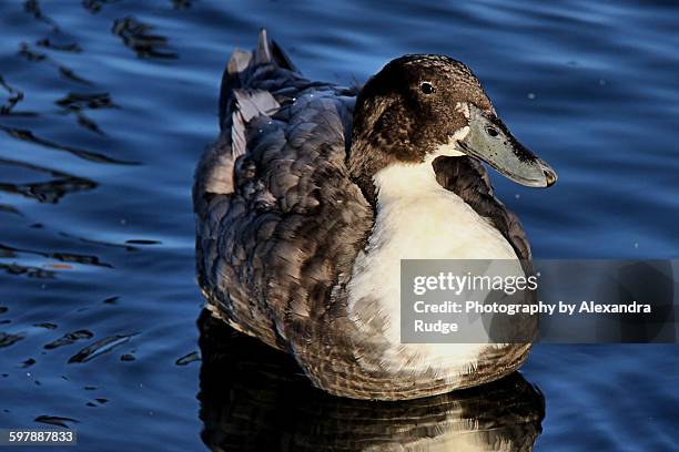 swedish duck - alexandra anka bildbanksfoton och bilder