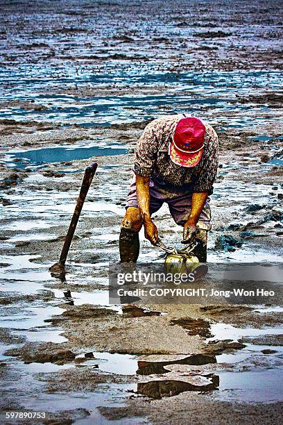 hunting small octopuses on the mud flat - jeollanam do stock pictures, royalty-free photos & images