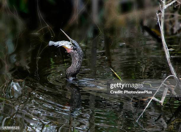 anhinga swallowing a fish - ビッグサイプレス国立野生保護区 ストックフォトと画像