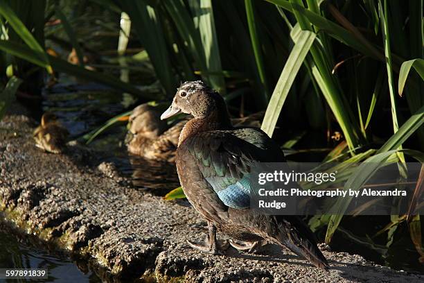 juvenile muscovy duck - alexandra anka bildbanksfoton och bilder