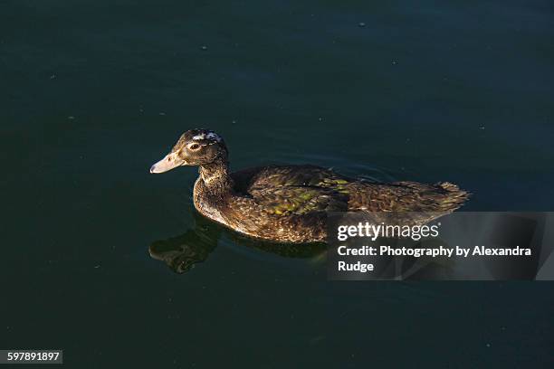 juvenile muscovy duck. - alexandra anka bildbanksfoton och bilder