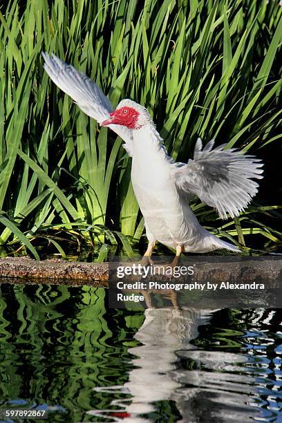 110 White Muscovy Duck Stock Photos, High-Res Pictures, and Images