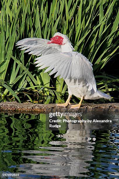 117 White Muscovy Duck Stock Photos, High-Res Pictures, and Images