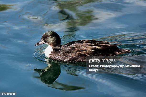juvenile swedish blue duck. - alexandra anka bildbanksfoton och bilder