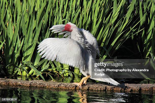 white muscovy duck - alexandra anka bildbanksfoton och bilder