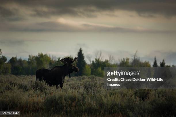 dark days - bull moose jackson stock pictures, royalty-free photos & images