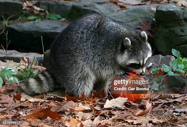 halloween raccoon - pumpkin lover - by racoon on white photos et images de collection