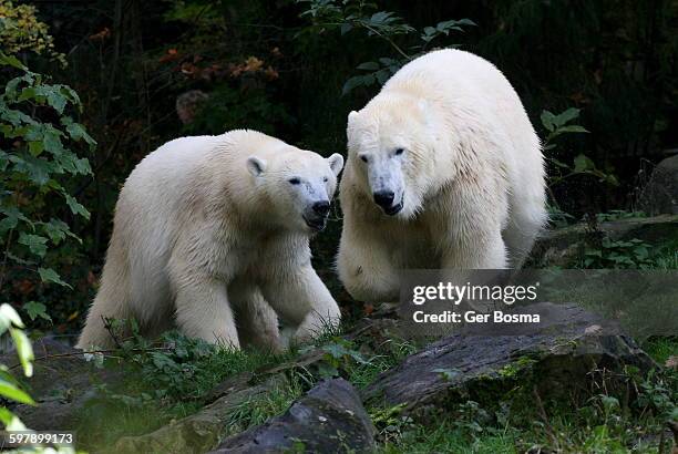 polar bear scuffle - emmen netherlands stock pictures, royalty-free photos & images