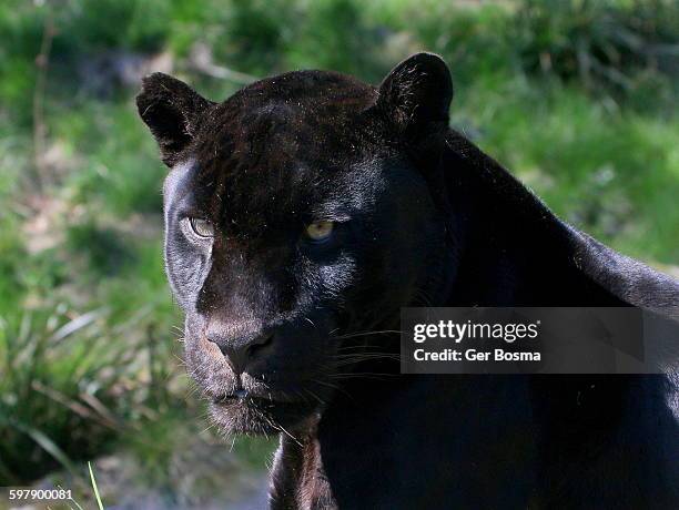 male black jaguar portrait - dark panthera stockfoto's en -beelden