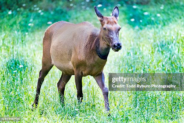 elk on the move - bryson city north carolina stock pictures, royalty-free photos & images