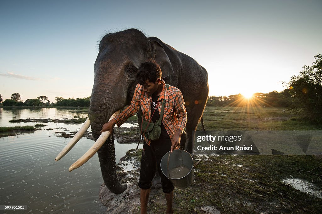 The ways of man and elephant