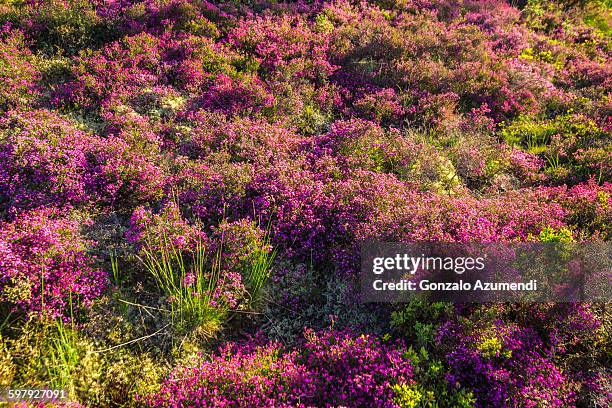 heather in grandas de salime - heather fotografías e imágenes de stock