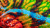 Detail of the particular skin of a chameleon.