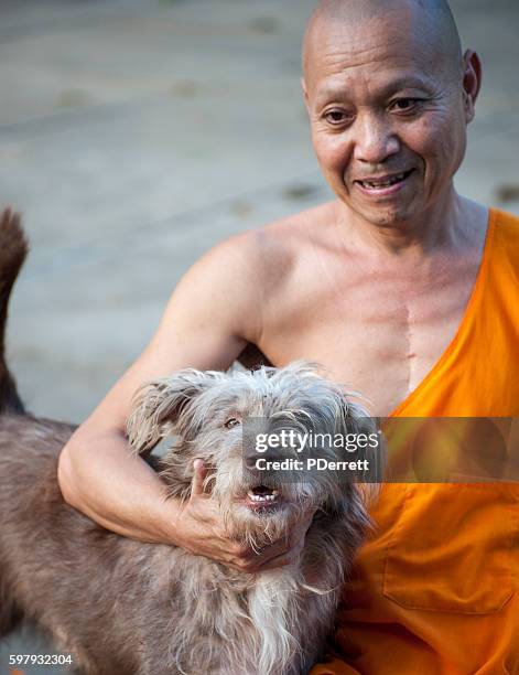 head monk with his dog in luang prabang temple,laos. - heart surgery scar 個照片及圖片檔