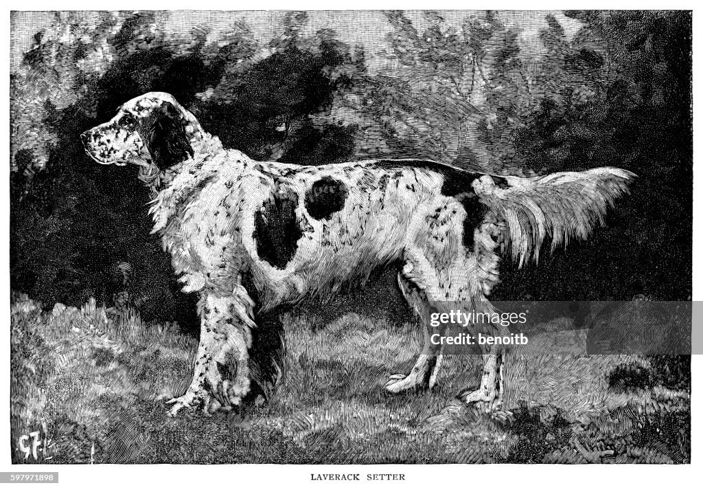 Laverack Setter