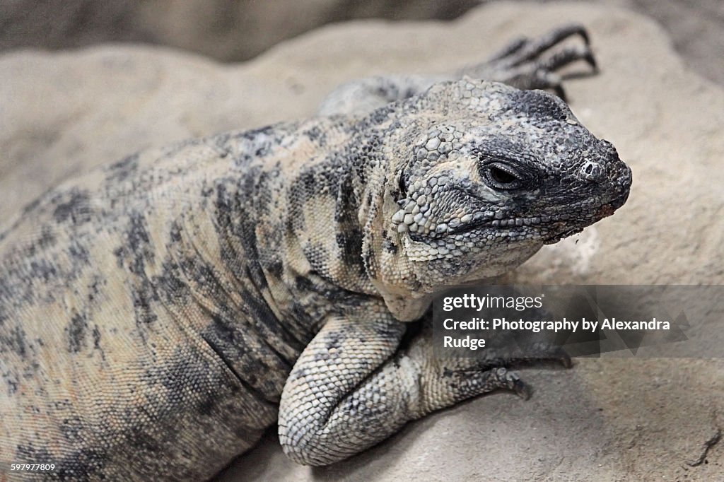 San Esteban chuckwalla.