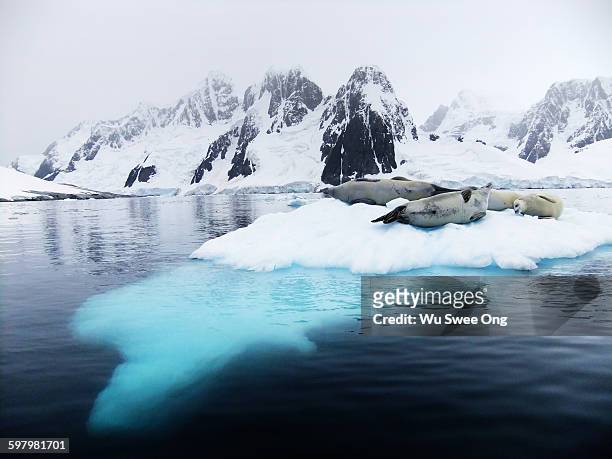 seals on ice - antarctica underwater stock pictures, royalty-free photos & images