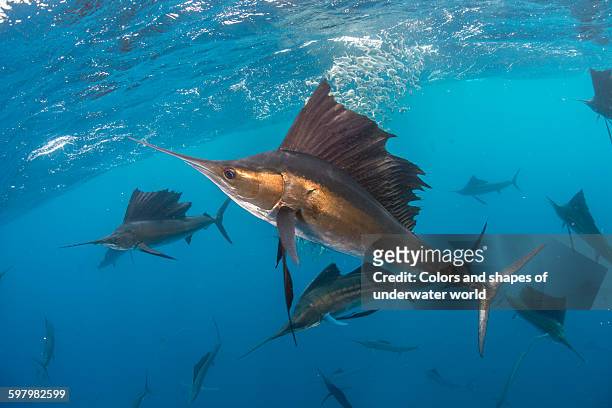 perpetuance of hunting sailfish - segelfische stock-fotos und bilder