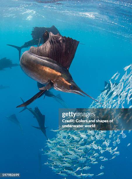 close view of sailfish and bait ball - sail fish stock pictures, royalty-free photos & images