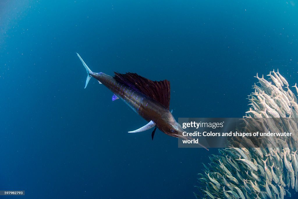 Atlantic Sailfish hunting