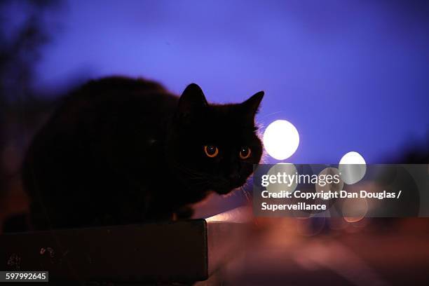 stalking night time cat hunts it's prey - domestic cat stalking stock pictures, royalty-free photos & images