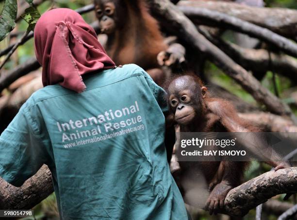 This picture taken on August 4, 2016 shows orphaned orangutan babies playing with their animal welfare worker whilst attending "jungle school" at the...