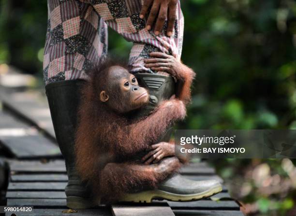 This picture taken on August 4, 2016 shows an orphaned orangutan baby holding on to the leg of an animal welfare worker, as they travel from "jungle...