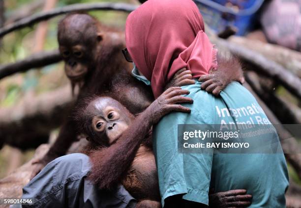 This picture taken on August 4, 2016 shows orphaned orangutan babies playing with their animal welfare workers, whilst attending "jungle school" at...