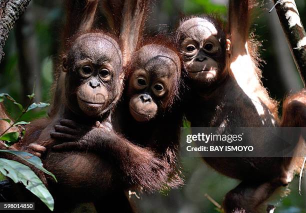 This picture taken on August 4, 2016 shows three orphaned orangutan babies hanging in a tree whilst attending "jungle school" at the International...