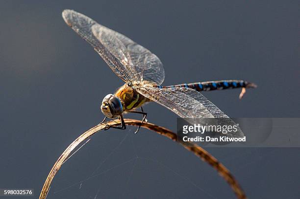Dragonfly sits in reedbeds on the Isle of Grain on August 31, 2016 in Isle of Grain, England. The Isle of Grain is the easternmost point of the Hoo...