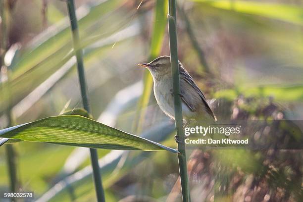 Sedge Warbler sits in reeds on the Isle of Grain on August 31, 2016 in Isle of Grain, England. The Isle of Grain is the easternmost point of the Hoo...