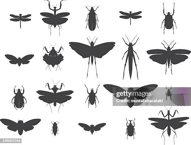 ilustrações de stock, clip art, desenhos animados e ícones de insect silhouettes set - libélula mosca