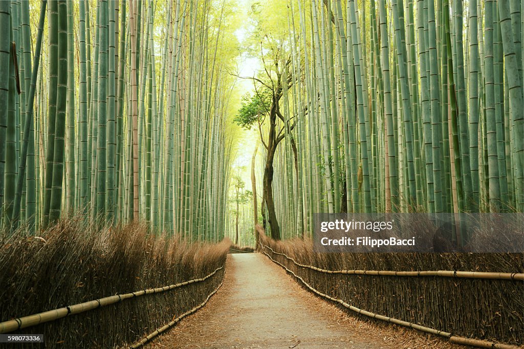 Arashiyama Bambuswald in Kyoto, Japan