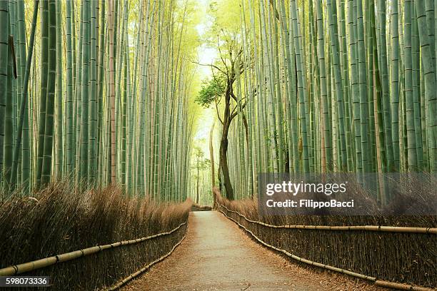 arashiyama bamboo forest in kyoto, japan - bamboo material stock pictures, royalty-free photos & images