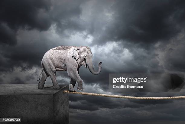 elephant on tightrope - financial fear stock pictures, royalty-free photos & images