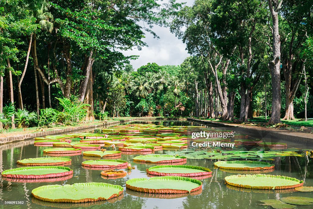 Amazon Lily Mauritius Island Pamplemousse Gardens