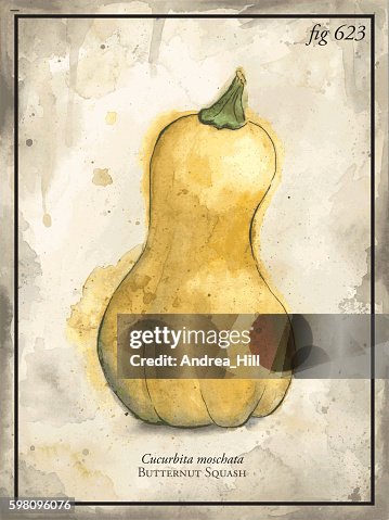 Butternut Squash Vector Engraving Illustration Butternut Squash Vector Engraving Illustration