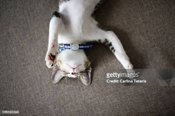 kitten sleeping on its back on a sofa cushion - collar stock pictures, royalty-free photos & images