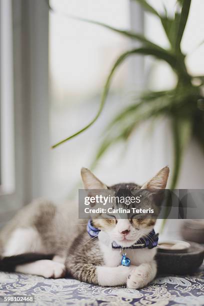 kitten asleep under a house plant - cat with collar stock pictures, royalty-free photos & images