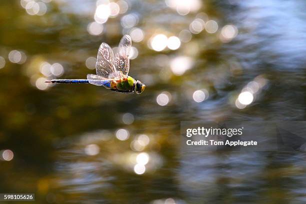 common green darner dragonfly - dragon fly stock pictures, royalty-free photos & images