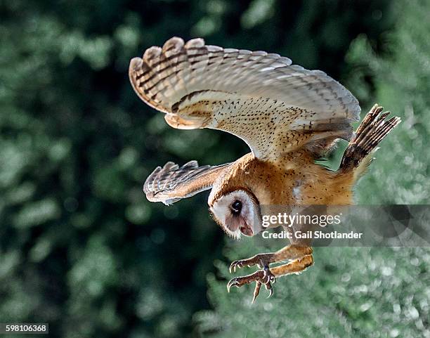 barn owl landing - barn owl 個照片及圖片檔